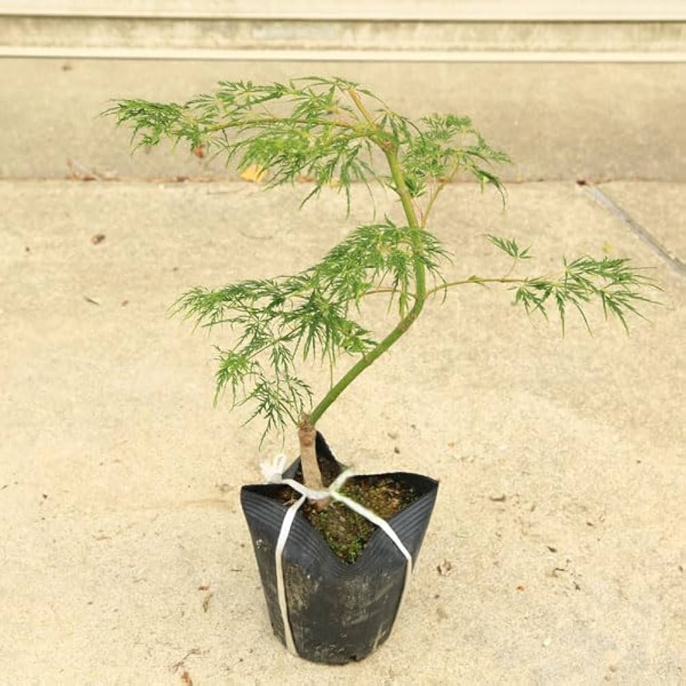 Amazon.co.jp: 庭木・植木・盆栽向き：青しだれもみじ(枝垂れもみじ)青